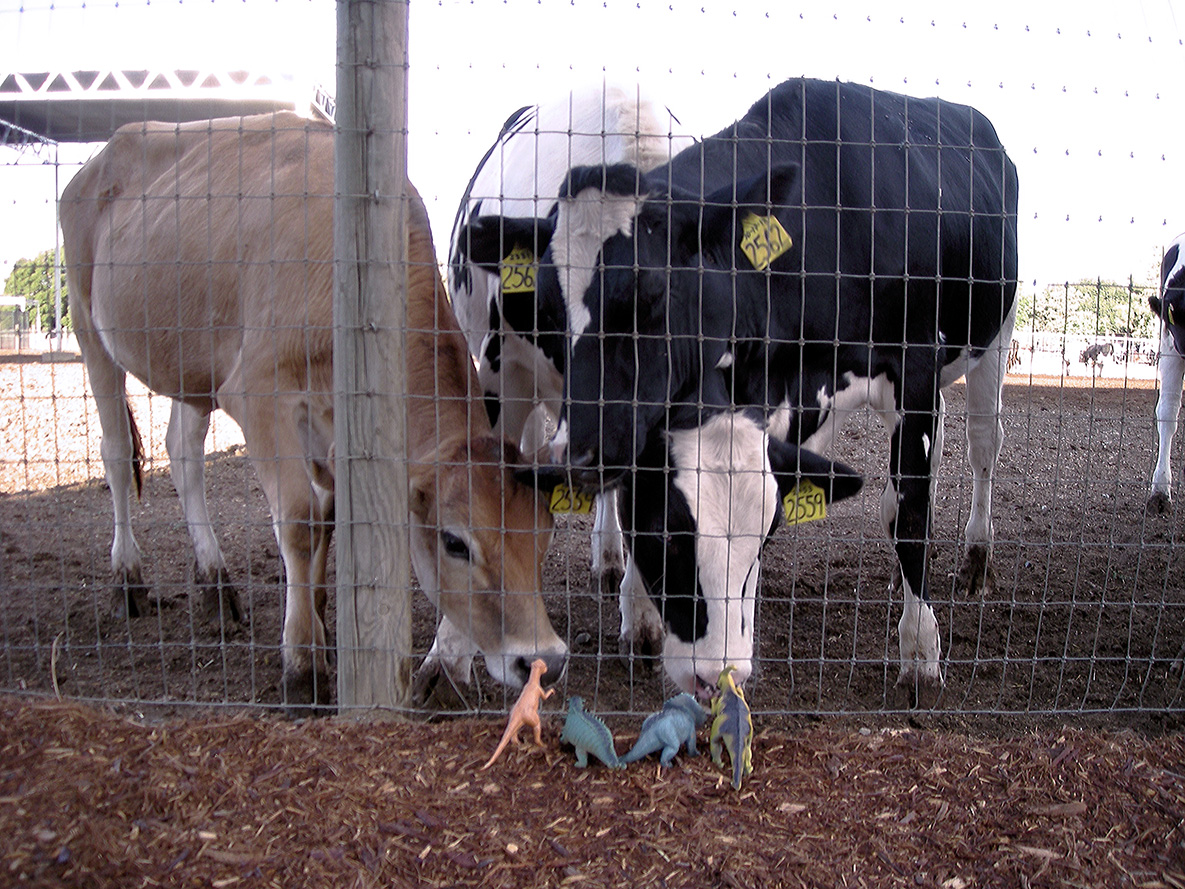 dinosaurs and cows