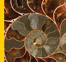 photo of fossilized ammonite