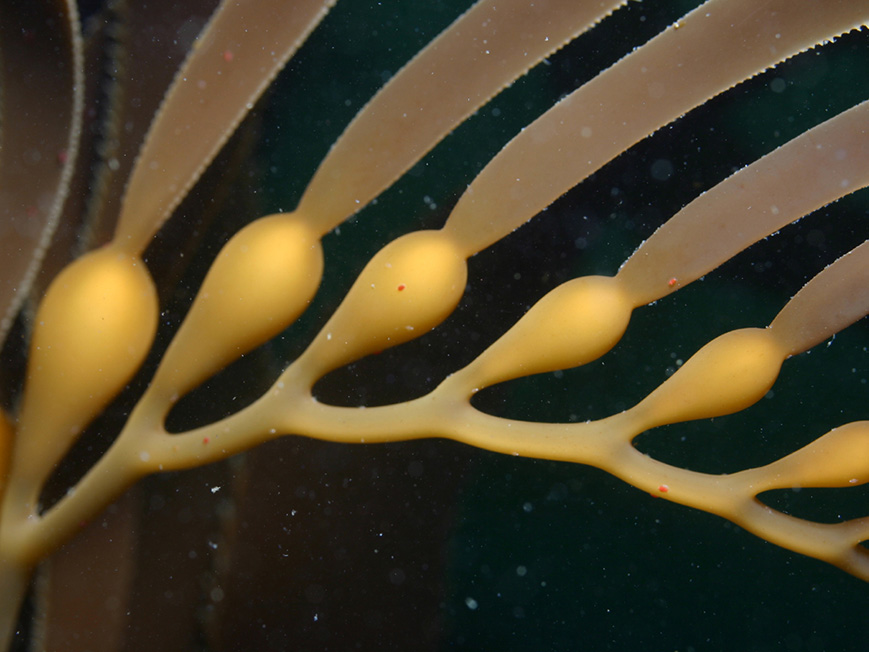 kelp