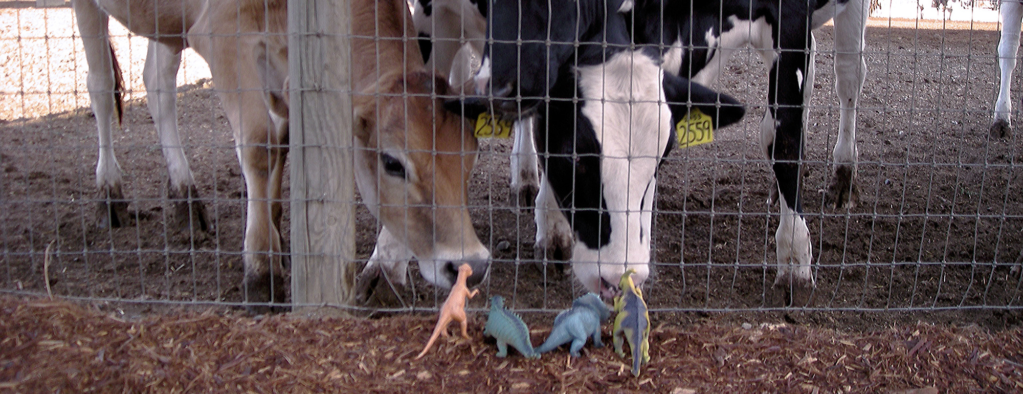 dinosaurs and cows
