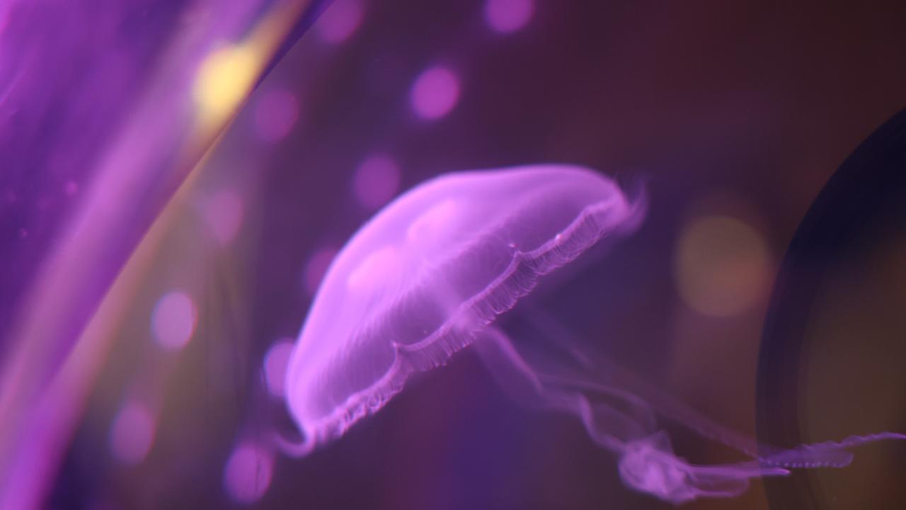 Purple jellyfish