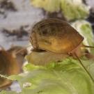 Brown snails on green lettuce leaves in a close-up view.