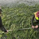 Two scientists are inspecting seagrass